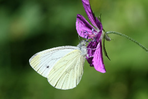 Репница, Lepidoptera, Pieris rapae ( L.), Ленинградская обл., Покотилов В.