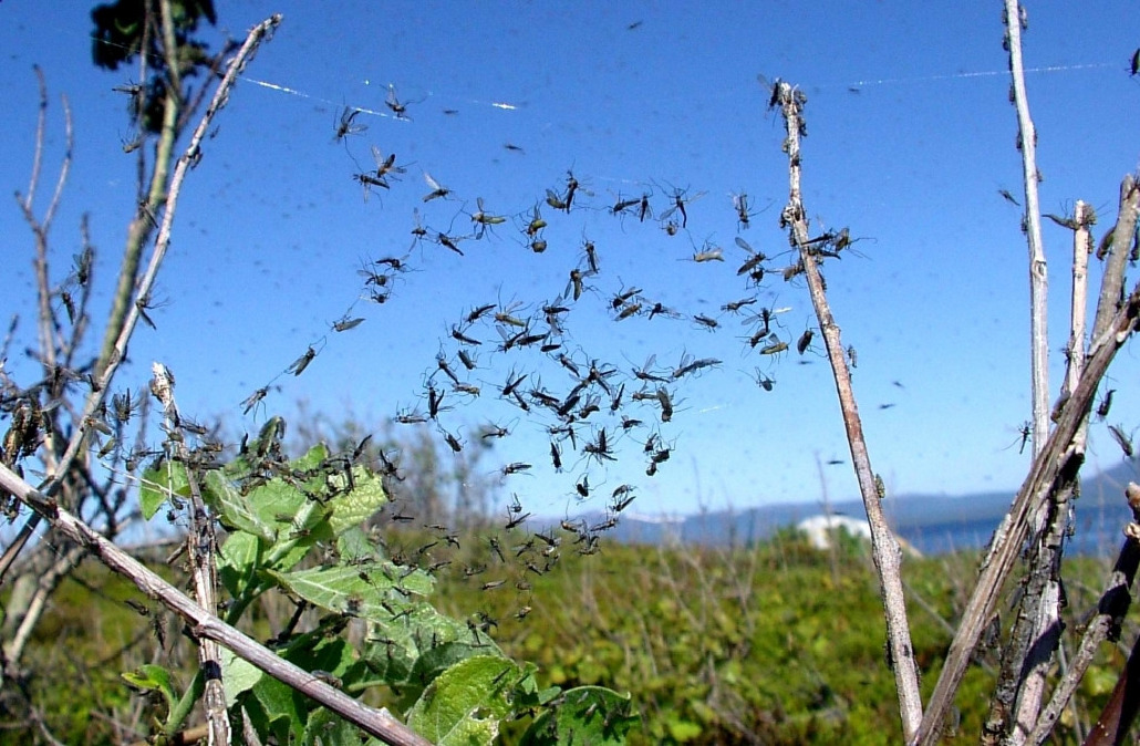 Звонцы, Diptera, Chyronomidae, sp., Мурманская обл., Северный архипелаг, л. Девичья, Колупаева Н.