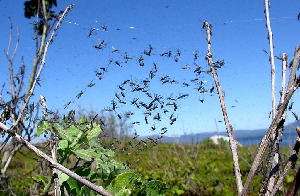 Звонцы, Diptera, Chyronomidae, sp., Мурманская обл., Северный архипелаг, л. Девичья, Колупаева Н.