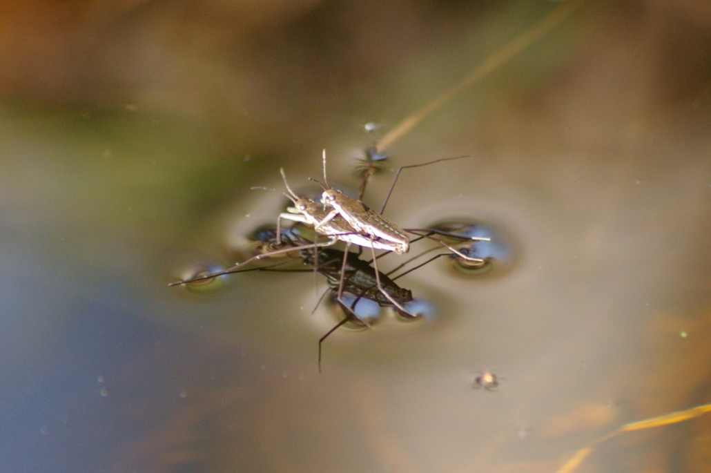 Водомерка, Heteroptera, Gerris sp., Мурманская обл., Северный архипелаг, Вощиков В.