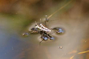 Водомерка, Heteroptera, Gerris sp., Мурманская обл., Северный архипелаг, Вощиков В.