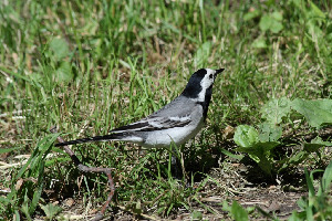 Трясогузка белая, Motacilla alba, Ленинградская обл., Покотилов В.