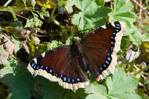 Траурница, Lepidoptera, Nymphalis antiopa (L.), Ленинградская обл., Покотилов В.