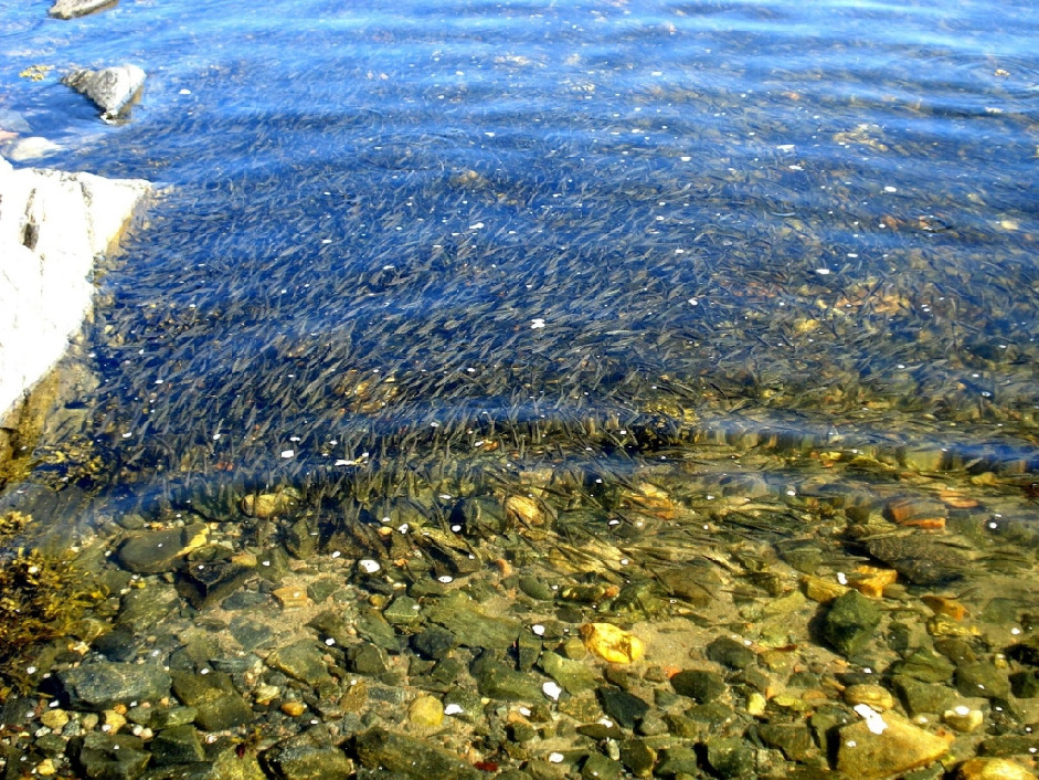 Колюшка трехиглая - Gasterosteus oculeatus, Юрченко С., окр. Кандалакши