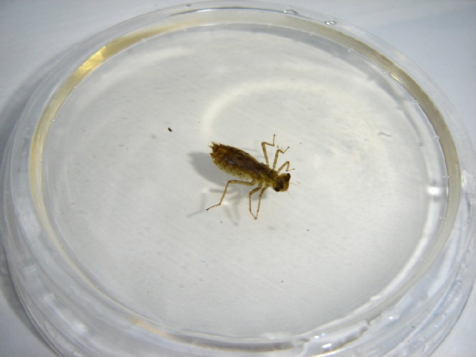 Личинка стрекозы, Odonata, Мурманская обл., о. Великий, Панарина Н.