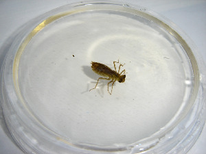 Личинка стрекозы, Odonata, Мурманская обл., о. Великий, Панарина Н.