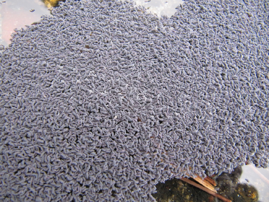 Ногохвостки, Collembola, Мурманская обл., Северный архипелаг, Вощиков В.