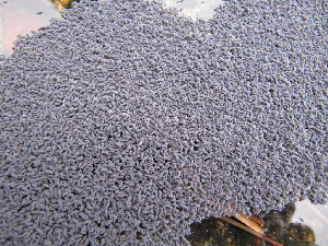 Ногохвостки, Collembola, Мурманская обл., Северный архипелаг, Вощиков В.