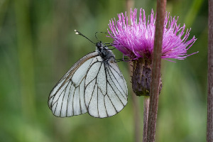Боярышница, Lepidoptera, Aporia crataegi L., Ленинградская обл., Покотилов В.