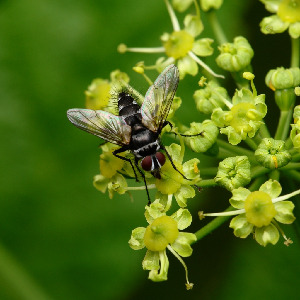 Ежемуха, Diptera, Tachinidae, , Мурманская обл., Порья губа, о. Горелый, Доливо-Добровольский Д.