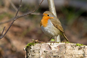 Зарянка, Erithacus rubecula, Ленинградская обл., Покотилов В.