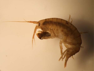 Бокоплав, Gammaridae sp., Карелия ББС, МГУ, Краснова Е.