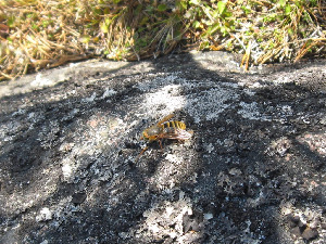 Слепень олений, Diptera, Hybomitra tarandina (L.), Мурманская обл., Северный арх., о. Ряшков, Москвичева Л.