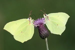 Лимонница, Lepidoptera, Gonepteryx rhamni (L.), Ленинградская обл., Покотилов В.