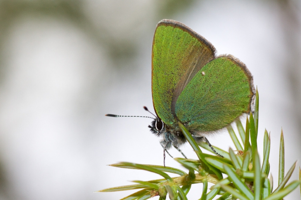 Малинница, Lepidoptera, Callophris rub ( L.)i, Ленинградская обл., Покотилов В.