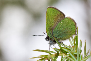 Малинница, Lepidoptera, Callophris rub ( L.)i, Ленинградская обл., Покотилов В.