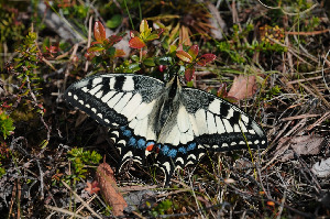 Махаон, Lepidoptera, Papilio machaon L., Мурманская обл., о. Малый, Быков Ю.
