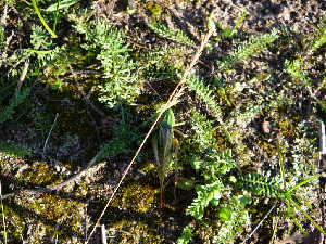 Кузнечик, Orthoptera, Мурманская обл., Терский район, мыс Корабль, Жулай Т.