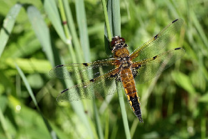 Стрекоза четырехпятнистая, Odonata, Libellula quadrimaculata L., Ленинградская обл., Покотилов В.