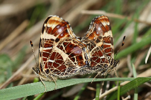 Пестрокрыльница изменчивая, Lepidoptera, Araschnia levana (L.), Ленинградская обл., Покотилов В.