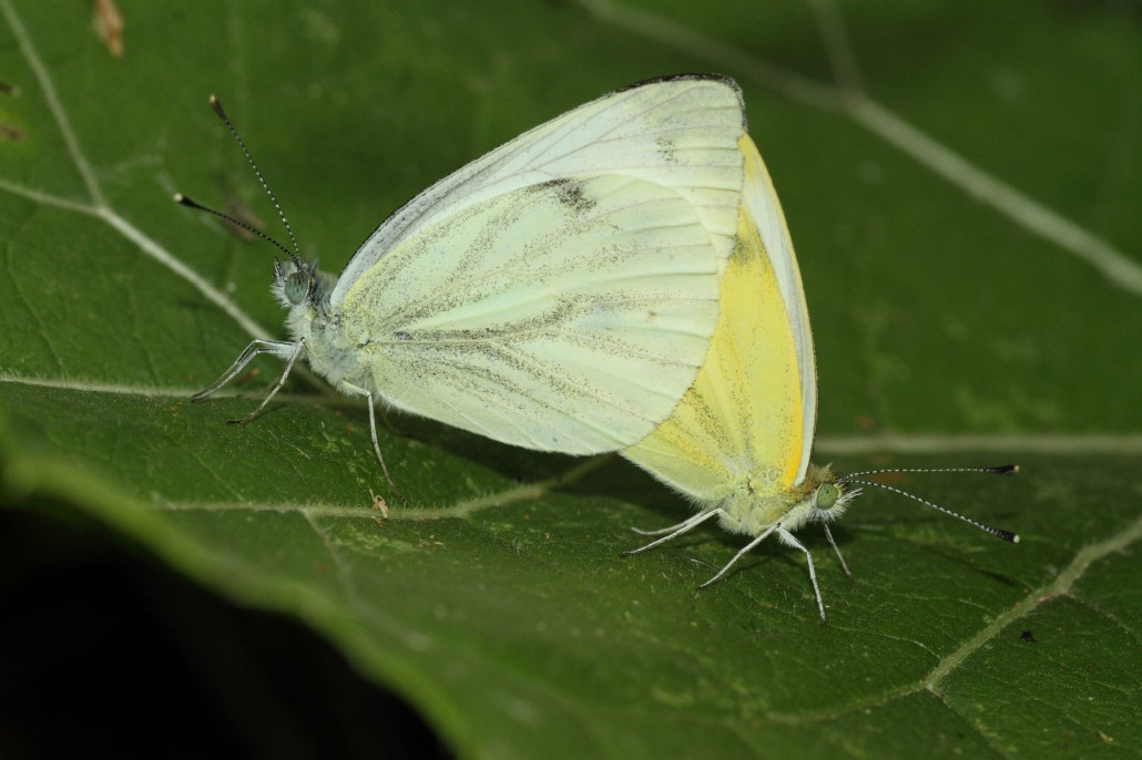 Брюквенница, Lepidoptera, Pieris napi ( L.), Ленинградская обл., Покотилов В.