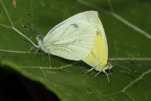 Брюквенница, Lepidoptera, Pieris napi ( L.), Ленинградская обл., Покотилов В.
