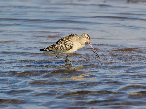 Веретенник малый, Limosa lapponica, Ленинградская обл., Бабаджанян А.
