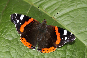 Адмирал, Lepidoptera, Vanessa atalanta (L.), Ленинградская обл., Покотилов В.