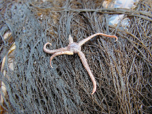 Офиура, Ophiura robusta (Ayres), МурманскаяСемь острововМельников М.