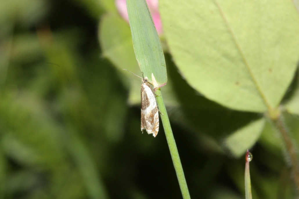 Листовертка, Lepidoptera, Ancylis badiana, ( Den. et Schiff.)Мурманская обл., Кандалакша, Мельников М.
