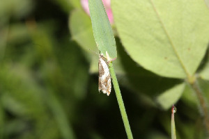 Листовертка, Lepidoptera, Ancylis badiana, ( Den. et Schiff.)Мурманская обл., Кандалакша, Мельников М.
