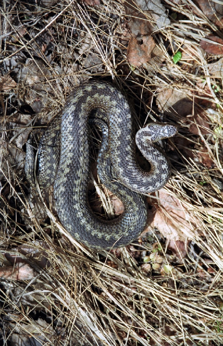 Гадюка обыкновенная - Vipera berus Быков Ю. окр. Лувеньги