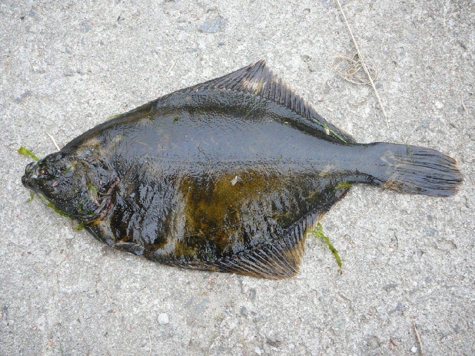 Камбала речная - Platichthys flesus L., Жулай Т. окр. Лувеньги