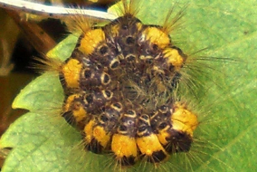 Гусеница лишайницы желтой, Lepidoptera, Setina irorella (L.), Мурманская обл., Северный архипелаг, о. Ряшков, Блинова И.