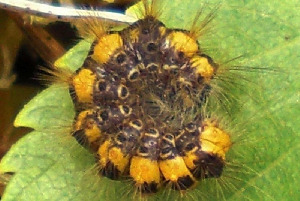 Гусеница лишайницы желтой, Lepidoptera, Setina irorella (L.), Мурманская обл., Северный архипелаг, о. Ряшков, Блинова И.