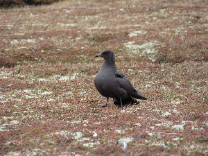 Поморник большой, Stercorarius skua, Мурманская обл., Семь островов, Мельников М.