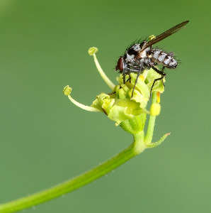 Цветочница, Diptera, Anthomyiidae.Мурманская обл., Порья губа, о. Горелый, Доливо-Добровольский Д.