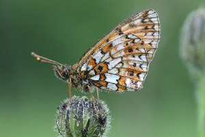 Перламутровка Эуфросина, Lepidoptera, Boloria euphrosinae ( L.), Ленинградская обл., Покотилов В.