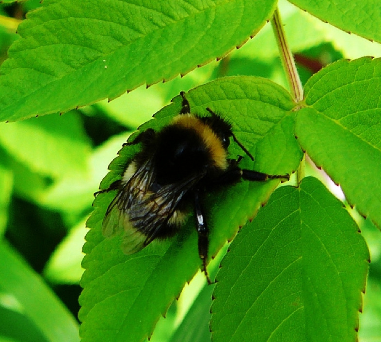Шмель норовый, Hymenoptera, Bombus lucorum (L.), Мурманская обл., окр. Лувеньги, Жулай Т.