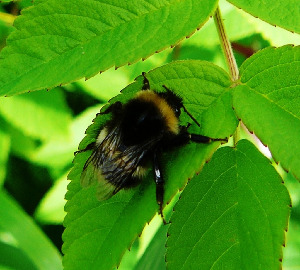 Шмель норовый, Hymenoptera, Bombus lucorum (L.), Мурманская обл., окр. Лувеньги, Жулай Т.