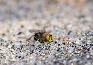 Зеленушка, Diptera, Dolichopodidae. Мурманская обл., Порья губа, о. Горелый, Доливо-Добровольский Д.