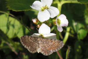 Пяденица, Lepidoptera, Eupithecia sp., Мурманская обл., Блинова И.