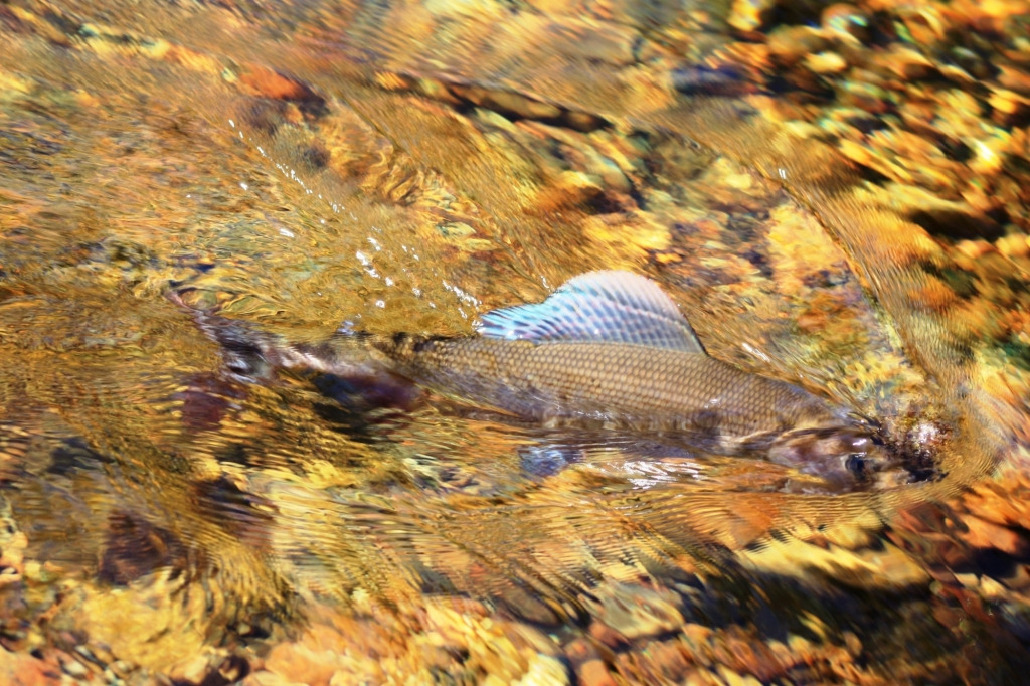 Хариус, Гилязов А., р. Чуна Лапландский з-к