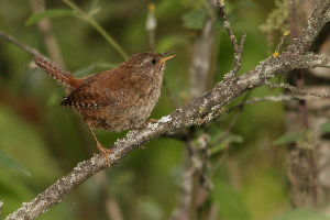Крапивник, Troglodytes troglodytes, Ленинградская, Покотилов В.