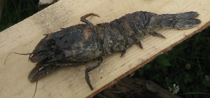 Морской таракан, Sclerocrangon boreas, Мурманская обл., пос. Лесозаводский, Воронина Е.