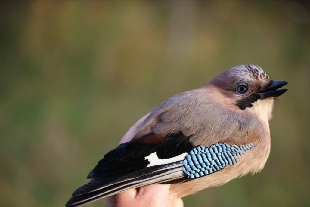Сойка, Garrulus glandarius, Мурманская обл., Лувеньга, Корбут В.