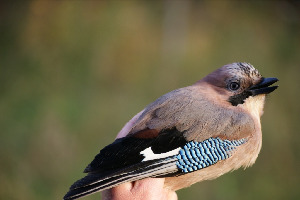 Сойка, Garrulus glandarius, Мурманская обл., Лувеньга, Корбут В.