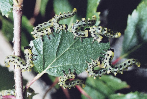 Личинки пилильщика, Hymenoptera, Мурманская обл., Александров Г.