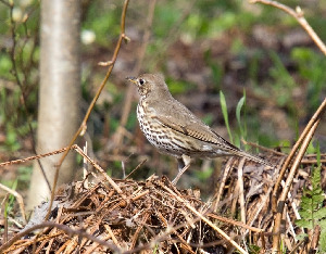 Дрозд певчий, Turdus philomelos, Ленинградская обл., Бабаджанян А.