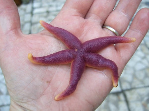 Морская звезда, Henricia sanguinolenta, Карелия, ББС, МГУ, Краснова Е.